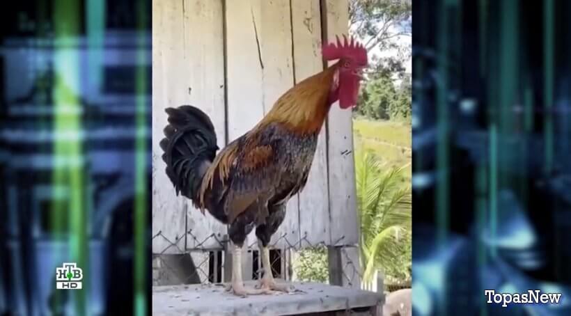 Международная пилорама от 02.12.23 смотреть онлайн