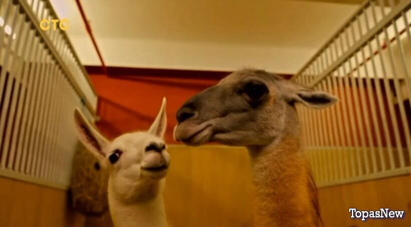 Цирк 1 2 3 4 5 серия 1 марта 2023 смотреть онлайн СТС