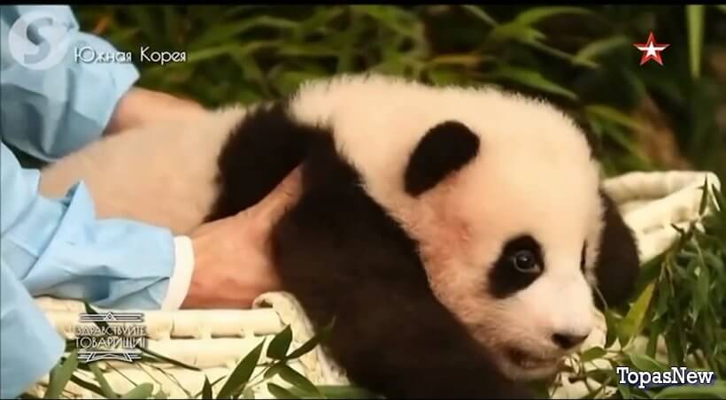 Здравствуйте товарищи 12.04.2024 смотреть онлайн 102 выпуск