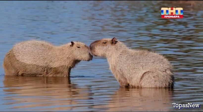 Звёзды в джунглях 9 выпуск 17.11.24 смотреть онлайн
