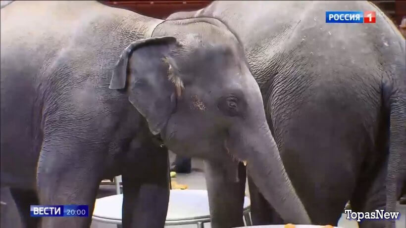 Вести 20.00 последний выпуск смотреть онлайн