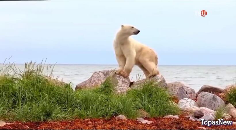 Постскриптум 15 февраля 2025 смотреть онлайн последний выпуск ТВЦ