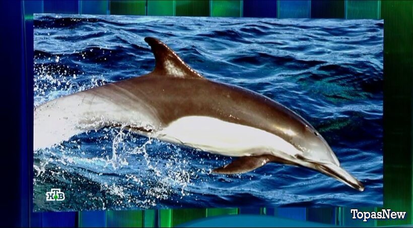 Своя игра от 23 февраля 2025 смотреть онлайн на НТВ