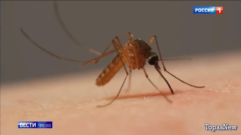 Вести 20.00 03.11.25 последний выпуск смотреть онлайн