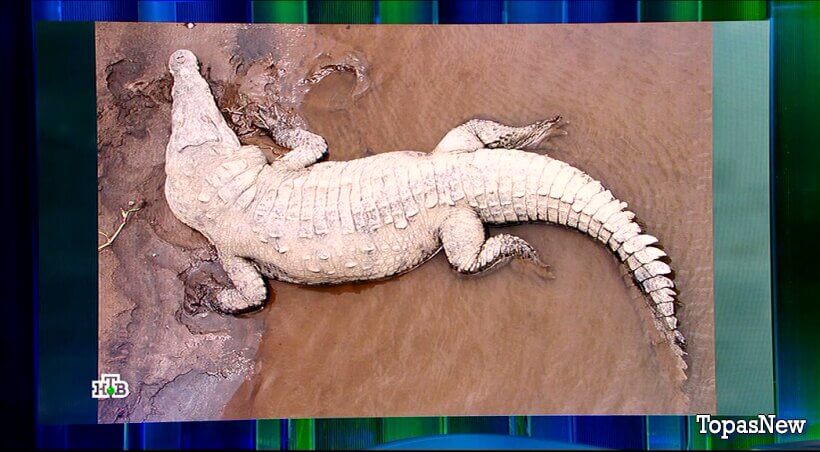 Своя игра от 25 января 2026 смотреть онлайн на НТВ