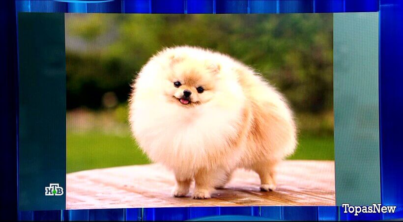 Своя игра от 1 февраля 2026 смотреть онлайн на НТВ