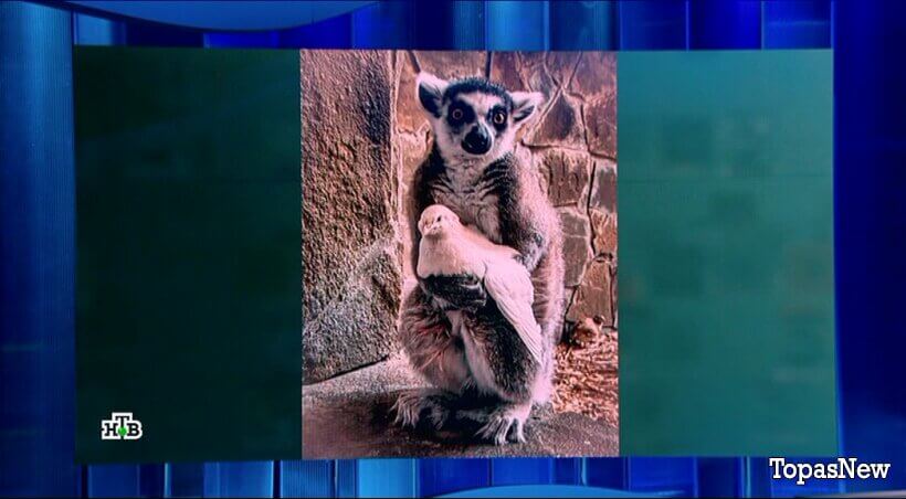 Своя игра от 11 апреля 2026 смотреть онлайн на НТВ